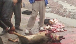 Cận cảnh màn lột da thú quý hiếm còn sống đẫm máu 