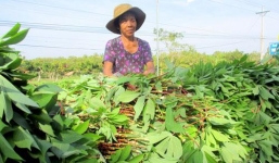 Quái đản thương lái Trung Quốc thu mua mầm thảo quả