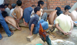 Phá trường gà giữa ruộng mía, nhiều đối tượng chạy toán loạn