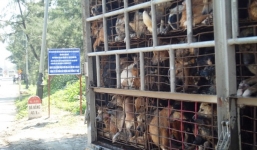 'Văn hóa thịt chó' sẽ làm bùng phát dịch dại