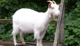 Bị bắt vì làm 'chuyện ấy' với...dê