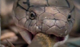 Clip: Hổ mang chúa nuốt chửng rắn độc khủng châu Phi