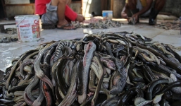 Cận cảnh hàng nghìn con rắn bị giết, lột da để làm túi xách