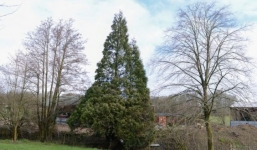 Bí ẩn cây thông hồi sinh sau khi bị bão đánh bật gốc