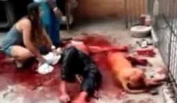 Kinh hãi chứng kiến chó xé tay người đàn ông đến chết