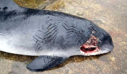 Cá heo tấn công và giết chết đồng loại 