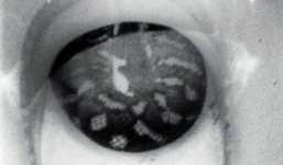 Hoảng hồn trăn kim cương dài 2m nằm trong bồn cầu