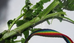 Kinh hoàng rau cải xoong nhiễm sán