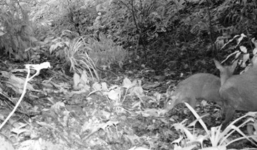 Phát hiện loài thú tuyệt chủng 85 năm trước tại Thanh Hóa