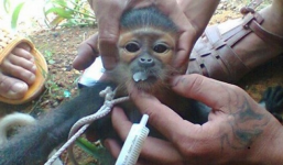 Nhóm thanh niên chặt đầu, mổ bụng voọc giữa vườn Quốc Gia lĩnh án