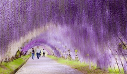 Ngắm đường hầm tình yêu lãng mạn nhất thế giới