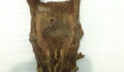 Nóng từ địa phương ngày 6/3: Thanh Hóa - Tìm thấy loài thú tuyệt chủng 85 năm trước