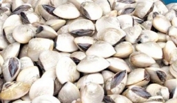 Nghêu Nam Định chứa khuẩn gây ngộ độc