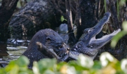 Rái cá khổng lồ ăn thịt cá sấu Mỹ