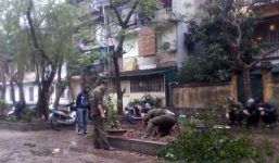 Hà Nội: Cây sưa tiền tỷ bị đốn hạ trong đêm