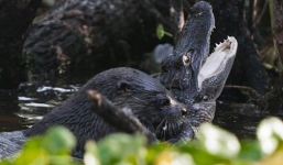 Lại xem rái cá 'gặm đầu' cá sấu