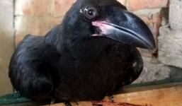 Chú quạ kỳ lạ biết nói tiếng Trung Quốc