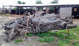 Cận cảnh những gốc gỗ mục tiền tỷ