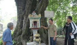 Từ chối 10 tỉ đồng để giữ… 5 cây thị