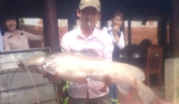 Bắt được cá Lăng “khủng” hiếm có