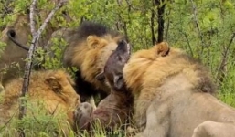 Bầy sư tử hung tợn xé xác lợn rừng xấu số