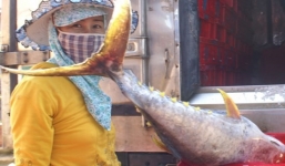 Trúng cá vàng vi, ngư dân Quảng Ngãi lãi nửa tỷ 1 phiên biển 