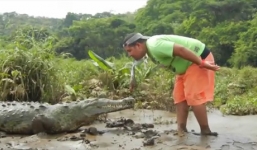 Sốc với màn dùng miệng đút mồi cho cá sấu ăn
