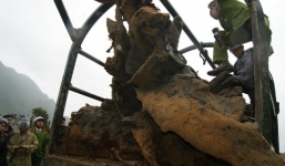 Gốc sưa tiền tỷ ở Quảng Bình nặng hơn 2 tấn