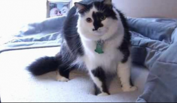 Cầu cứu 911 vì bị mèo béo giữ làm con tin