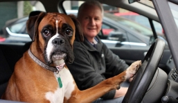 Clip: Chú chó boxer bấm còi ô tô inh ỏi