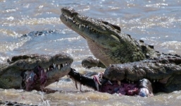 Cận cảnh những pha tàn sát của sát thủ hung hãn nhất hành tinh