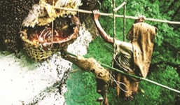 Khả năng bắt ong của thợ săn ở bìa rừng xứ Mường 