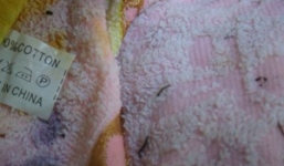 Khăn tắm 'Made in China' ngâm nước 'nở' ấu trùng lạ