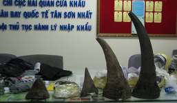 Bắt giữ 13kg sừng tê giác trị giá 15 tỷ tại sân bay Tân Sơn Nhất