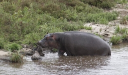 Video Hà mã chống lại cá sấu cứu linh dương thoát chết 