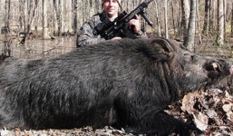 Bắt được lợn rừng nặng 230 kg