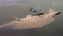 Cá chép khổng lồ bị rái cá xơi tái