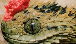 Ly kỳ chuyện 'rắn thần' có...mào đỏ chót