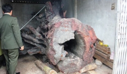 Người phát hiện gốc sưa khổng lồ sẽ “trắng tay”?