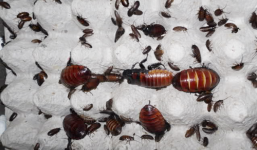 Cấm nhập khẩu, nuôi gián đất