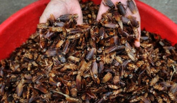 Clip: Xem cảnh thu hoạch gián, nghề thu nhập tiền tỷ