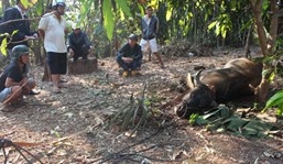 Gia Lai: Trâu 'điên' 300kg húc nhiều người nhập viện