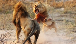 Sư tử đực tàn sát lẫn nhau giành lãnh thổ, bạn tình