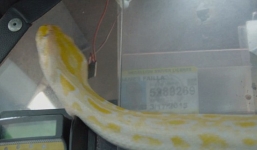 Tài xế taxi mang rắn 'khủng' lên xe doạ hành khách