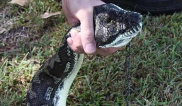 Trăn khổng lồ nuốt trọn chú chó Chihuahua cùng sợi dây xích