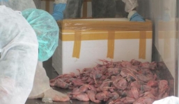 Bắt giữ xe đông lạnh chở 24.000 con chim cút thối