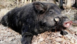 Bắt được quái vật lợn rừng nặng hơn 200 kg, ăn cả năm không hết thịt