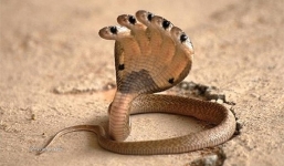 Giải mã bí mật rắn thần nhiều đầu ở Ấn Độ