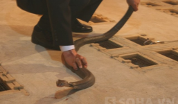 Hình ảnh 'rợn tóc gáy' của những người 'chơi' với rắn độc