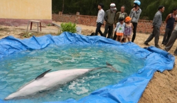 Phát hiện cá heo nặng gần 100kg dạt vào bờ